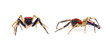 Chrysilla Spider isolated on white background.