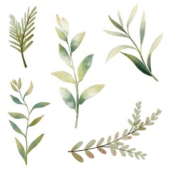 Wall Mural - leaves isolated on white background , leaves for decorative card or design invitations ,botanical el