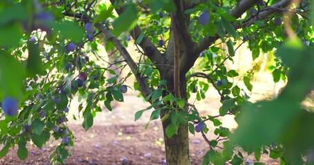 Wall Mural - Fresh fruits in the farm garden. Plum tree with ripe plums and ladder at harvest in orchard.