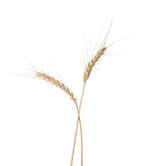  Two Wheat ears isolated on white background.