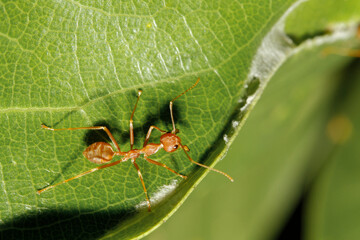 Wall Mural - Close up red ant on green leaf in nature garden