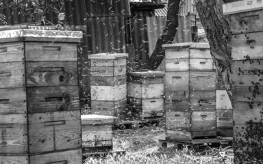 Wall Mural - Wooden hives with active honey bees. Apiary. Beekeeping in the village. Organic farming in Ukraine. Odessa region.