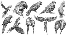 Vintage Engrave Isolated Parrot Set Illustration Ink Sketch. Parakeet Background Bird Art