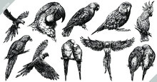 Vintage Engrave Isolated Parrot Set Illustration Ink Sketch. Parakeet Background Bird Vector Art
