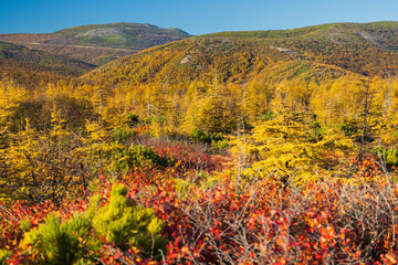 Wall Mural - Colorful autumn landscape. View of yellowed larches and mountains. Larch forest in a mountain valley. Beautiful northern nature of the Magadan region and Siberia, Russia. Shallow depth of field.