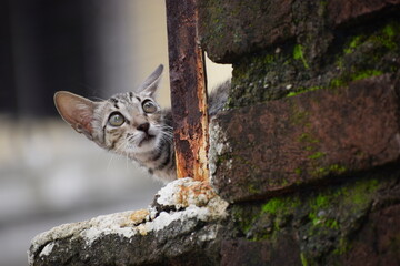 cat on fence