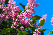Blossoming Lilac Branches On Blue Sky Background, Closeup. Syringa Meyeri Flowers