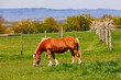 Ein markantes und gepflegtes rot-braunes Pferd grast auf einer Weide vor schöner Kulisse