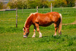 Ein braunes Pferd mit weißer Mähne frisst Gras auf einer idyllischen Weide in Rheinland-Pfalz