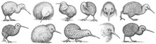 Vintage Engrave Isolated Kiwi Set Illustration Ink Sketch. Wild Bird Background Line Art