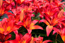 Orange Lily Flowers. Bright Red Flower Of Lily In The Garden Texture Background. Selective Focus Shallow DOF 