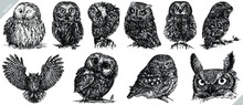 Vintage Engrave Isolated Owl Set Illustration Ink Sketch. Wild Owlet Background Night Bird Vector Art