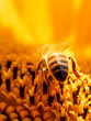 Leinwandbild Motiv Sunflower head in close up view with hard working bee