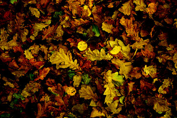 Fototapete - Background of Autumn Colored Leaves. High contrast. Yellow, Red, Brown Foliage. Texture of Leaf Fall.