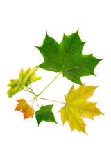 Wall Mural - Maple leaves and seeds of different sizes and shades in close-up isolated on a white background
