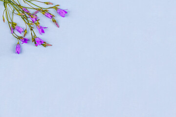 Wall Mural - Bluebell flowers on a blue background, copy space