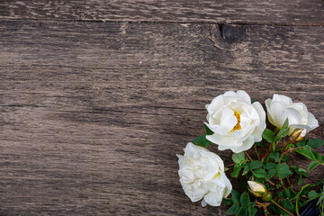 Wall Mural - Rosehip flower, white rose close-up on an old wooden background, macro photography, copy space