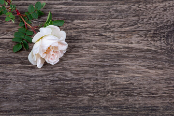 Wall Mural - Rosehip flower, white rose close-up on an old wooden background, macro photography, copy space