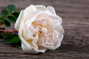 Wall Mural - Rosehip flower, white rose close-up on an old wooden background, macro photography