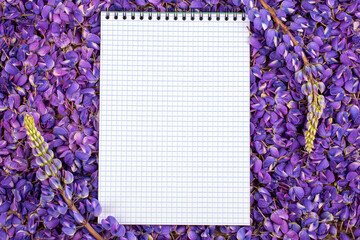 Wall Mural - white sheet of paper in purple lupin colors, copy space
