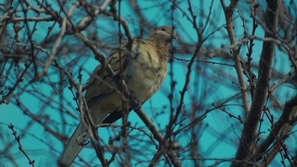 Poster - birds are sitting on tree branches