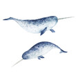 Beautiful set with watercolor hand drawn narwhal sea animals. Stock clip art illustration.