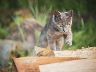 Wall Mural - Young gray cat explores the area in countryside