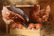 Wooden crate full of fresh eggs and chickens in henhouse