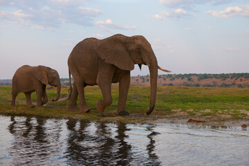 Wall Mural - Mother elephant and her baby.