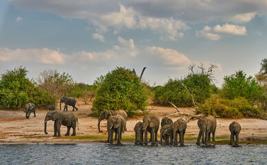 Wall Mural - Herd of elephants drinks along the river.