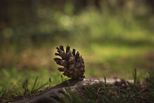 Cones On The Grass, Pine Cones On The Ground, Pine Cone In The Forest, Pine Cone Close-up