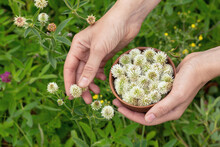 Gathering of mountain clover in the meadow. Human hands with a small clay bowl picking Trifolium montanum flowers, close-up, selected focus.