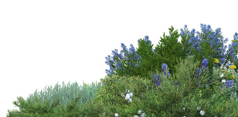 Wall Mural - Garden shrubs and flowers on a white background