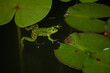 Common grass frog (Rana temporaria)