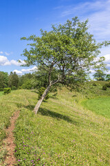 Canvas Print - Footpath on a flowering meadow with a leaning tree