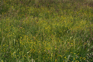 Wall Mural - Blooming yellow buttercups in a field with tall grass.