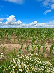 Poster - field of corn