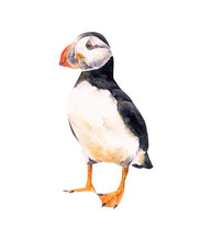 Hand-drawn Watercolor Atlantic Puffin Illustration Isolated On White Background. Arctic Bird Art. Animals Collection