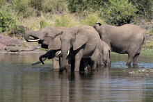 Kruger National Park, South Africa: Elephant At Sweni Hide