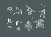 Lacy Clematis Flowers, Vector Illustration.