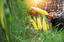 Agriculture Harvesting Corn Corn Farmers Plant Corn Organic Farming Arable Land