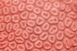 Organic texture of the hard coral Abstract background in trendy coral color .