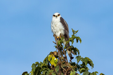 White-Tailed Kite (Elanus leucurus). Bird of prey looking at the camera from the top of a tree