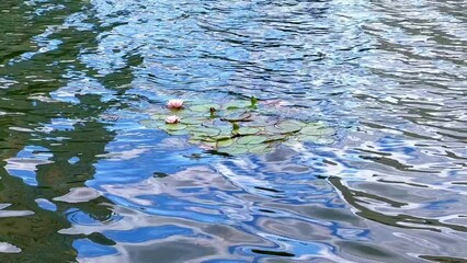 Canvas Print - Nymphaea waterlilies on the rippled lake