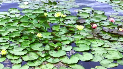 Canvas Print - Closeup of bright yellow and pink Nymphaeas (waterlilies)