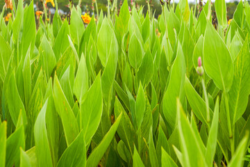 Wall Mural - Close up of green textured canna leaves in a garden garden