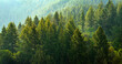 Leinwandbild Motiv Pine Forest During Rainstorm Lush Trees