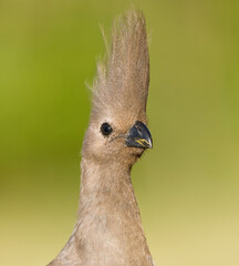 Grey Go-Away-Bird, Corythaixoides concolor