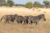 Fototapeta  - Zèbre de Burchell, Equus quagga, Parc national Marachele, Afrique du Sud