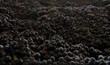 Grapevines background. Closeup view of harvested Malbec grapes ready for wine making.
